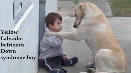 Labrador with Down syndrome boy