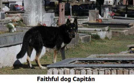 dog visits owner's grave