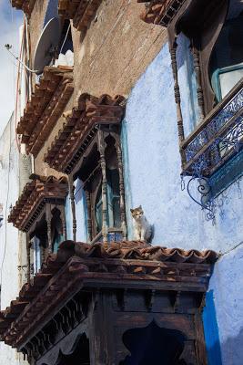 Morocco Odyssey 5: Chefchaouen (iii)