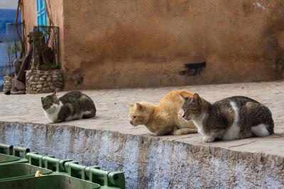 Morocco Odyssey 5: Chefchaouen (iii)