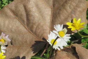 Primavera e fiori. Spring and flowers