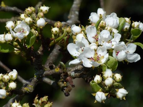 Pear Tree Blossom April