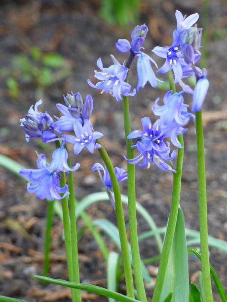 Bluebells April