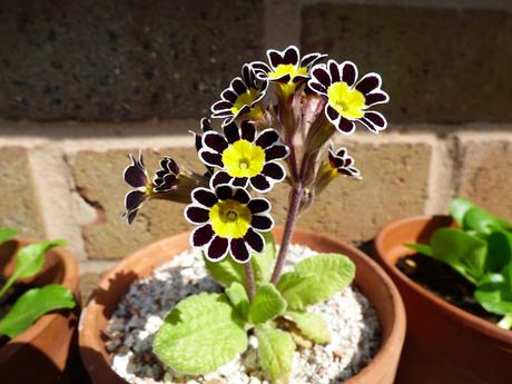 Primula Goldlace