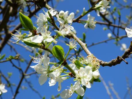 Pear Tree Blossom April
