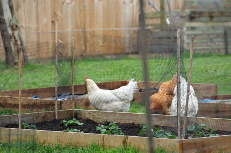 hens in the veg garden