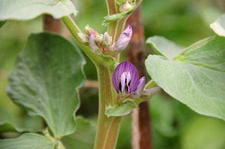 purple broad bean flowerresized