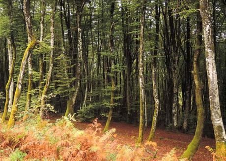 Entre los bosques otoñales de Alsacia