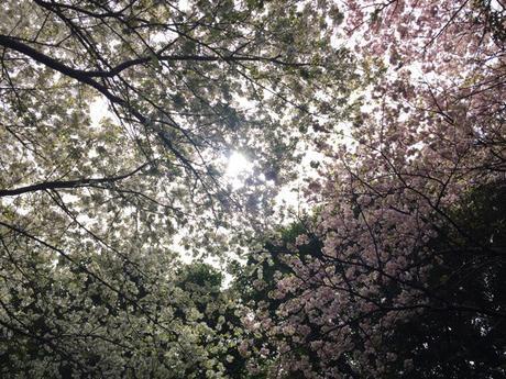 Sakura cherry blossom Ishinomaki, tashirojima, cat island, Japan, tsunami, Japan tsunami, 311, cats, neko, cat shrine, travel, travel blog, Glasgow foodie, foodie explorers