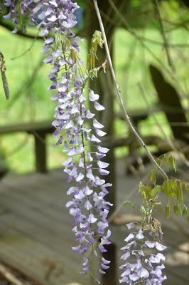 Purple Plain