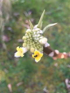 Watching the Edgeworthia