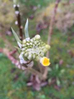 Watching the Edgeworthia