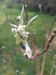 Watching the Edgeworthia