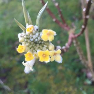 Watching the Edgeworthia