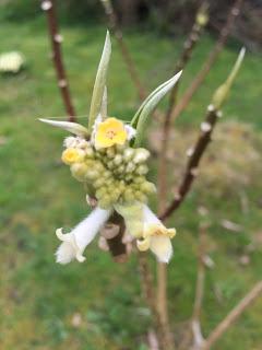 Watching the Edgeworthia