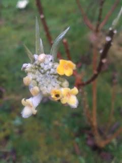 Watching the Edgeworthia