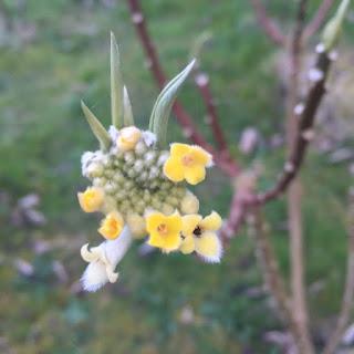 Watching the Edgeworthia