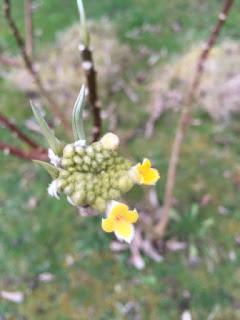 Watching the Edgeworthia