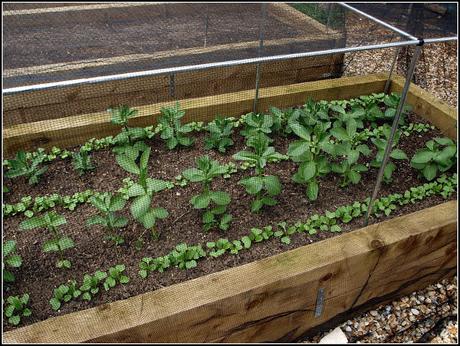 Broad Beans and Radishes