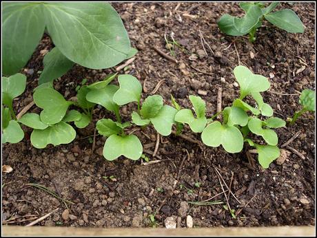 Broad Beans and Radishes