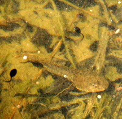 New Life In the Pond