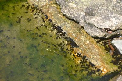 New Life In the Pond