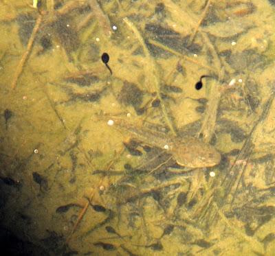 New Life In the Pond