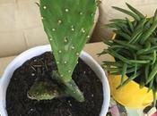 ARTmonday: Cactus Paintings