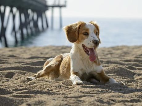 1395414217000-Dog-Beach-2-tsik-iStock