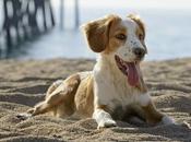 Dog-Friendly Places Chicago