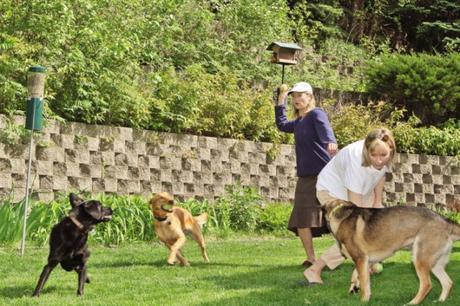 7 Fun Dog-Friendly Places in Chicago dog park