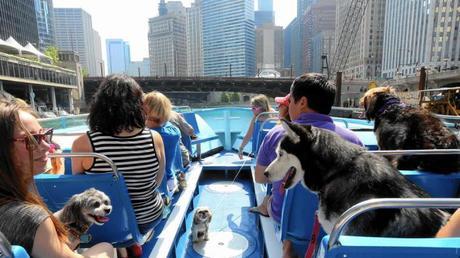 7 Fun Dog-Friendly Places in Chicago Canine Cruises