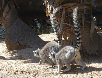 GIRAFFES, BABY LIONS and More at the Wildlife World Zoo Aquarium and Safari Park, Litchfield, AZ