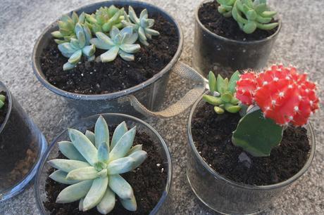 Planting succulents in containers for Mother's Day gifts