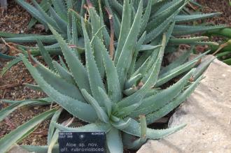 Aloe rubroviolacea (28/02/2016, Kew Gardens, London)