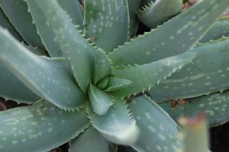 Aloe rubroviolacea Crown (28/02/2016, Kew Gardens, London)