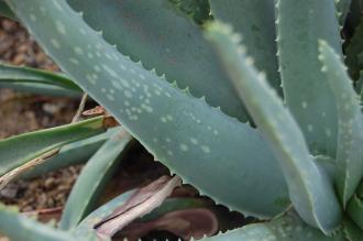 Aloe rubroviolacea Leaf (28/02/2016, Kew Gardens, London)