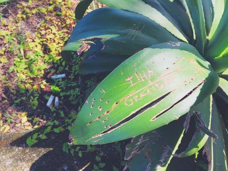 Paradise in Ilha Grande Paradise in Ilha Grande