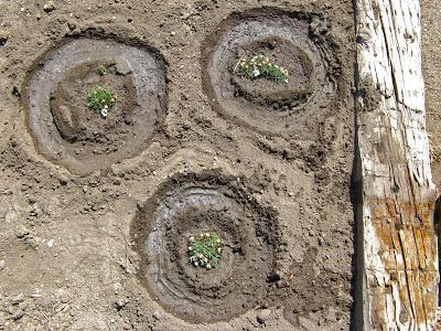 Citizen Scientists Awake—We Have Wildflowers!