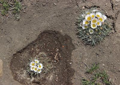 Citizen Scientists Awake—We Have Wildflowers!