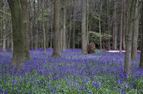 National Trust Ashridge Estate Native Bluebells