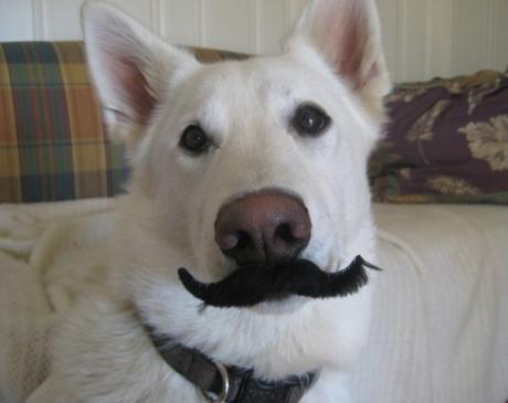 Dog With a Mustache