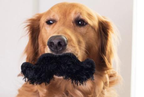 Top 10 Dashing and Debonair Dogs With Moustaches