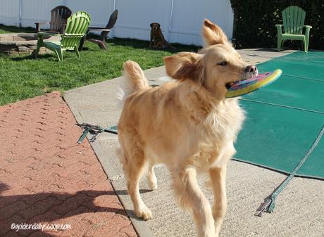 golden-retriever-dog-playing-with-frisbee