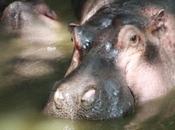 DAILY PHOTO: Hungry, Hungry Hippo Hides