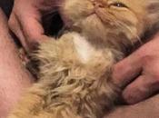 Cute Kitten Just Can’t Stop Smiling After Being Rescued from Shelter Given Loving Home