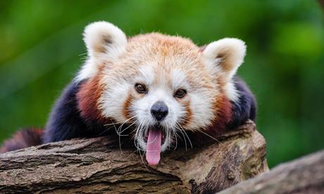 Get-Over-the-Hump Day: Prank Backfires, [Red] Panda Scare, and What Would Penis Do?