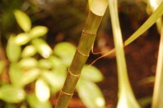 Dracaena goldieana Stem (28/02/2016, Kew Gardens, London)