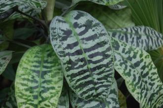 Dracaena goldieana Leaf (28/02/2016, Kew Gardens, London)