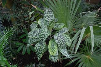 Dracaena goldieana (28/02/2016, Kew Gardens, London)